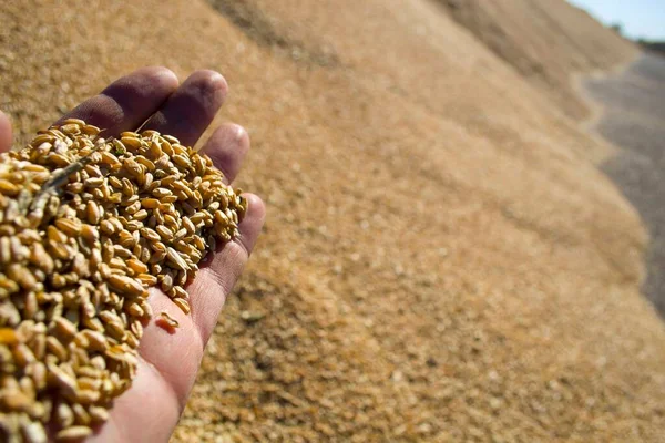 Sebuah tangan petani memegang sebutir gandum menunjukkan panen dengan latar belakang setumpuk gandum. — Stok Foto