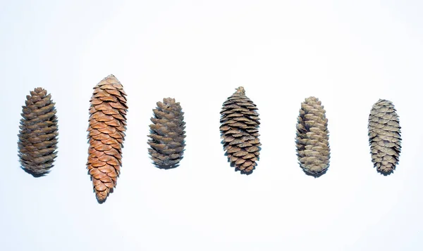 Grupo de conos de pino aislados sobre fondo blanco. El cono de pino está hecho de madera natural y es famoso por decorar el árbol de Navidad o crear más atmósfera navideña.. — Foto de Stock