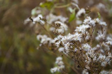 Sonbahar kuraklığı, sonbahar çimenleri fazla büyümüş bir parkta..