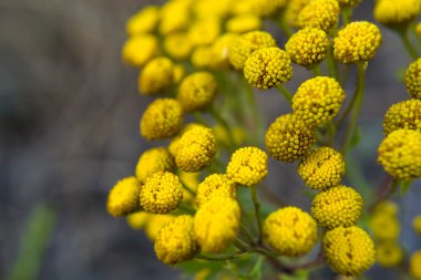 Tansy, Tanasetum - Asteraceae ya da Compositae familyasından bir bitki ve çalılık cinsi..