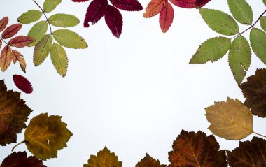 Beyaz arka planda yaprakların sonbahar kompozisyonu. Kopyalama alanını kavra.
