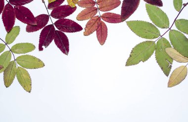 Beyaz arka planda yaprakların sonbahar kompozisyonu. Kopyalama alanını kavra.