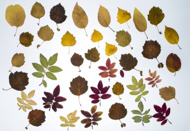 Beyaz arka plan üzerinde renkli sonbahar yaprakları toplama güzel izole