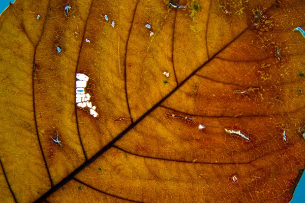 Close-up of the autumn leaf, the translucent veins of the leaf. — Stock Photo, Image