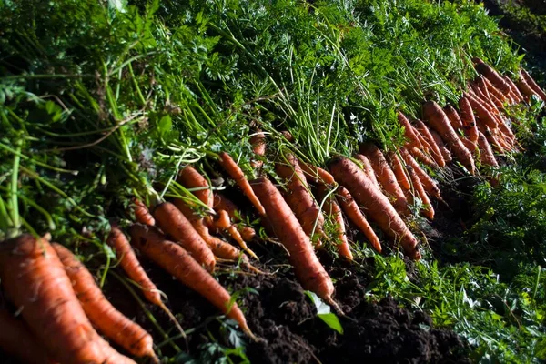 Сбор моркови на овощной гряде — стоковое фото