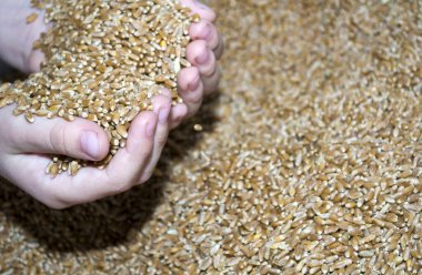 Tahıl içindeki bir çocuğun elleri, çocuk beslenme eksikliği..