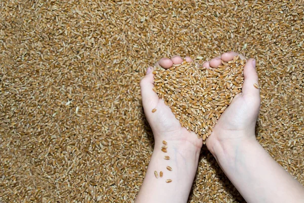 Dítě drží pšenici ve tvaru srdce, koncept lásky k obilovinám. — Stock fotografie