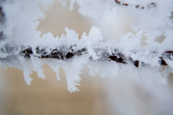 Rim branco de inverno, Geada branca, Rime, geada branca — Fotografia de Stock