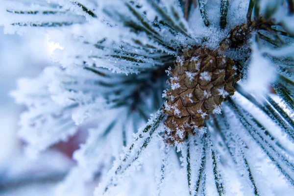 Fichtenschick auf einem schneebedeckten Zweig, ein Bild für Ihre Postkarte. — Stockfoto