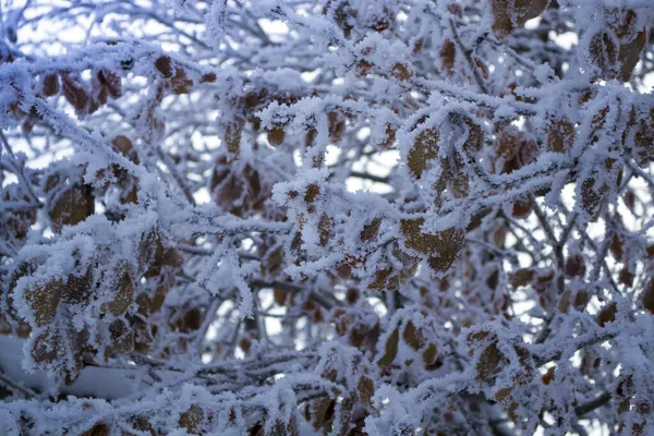 Дерево з замерзлим листям, покритим калюжею. Гілки дерев під снігом, морозний день. Битва осені з зимою . — стокове фото