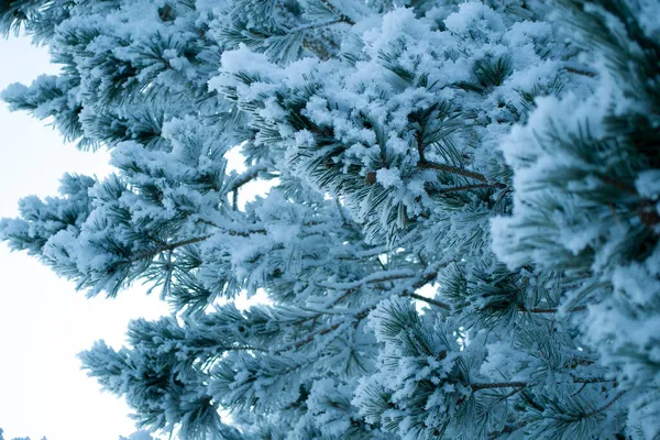 Ніжний пухнастий сніг на деревах в сонячно морозну погоду — стокове фото