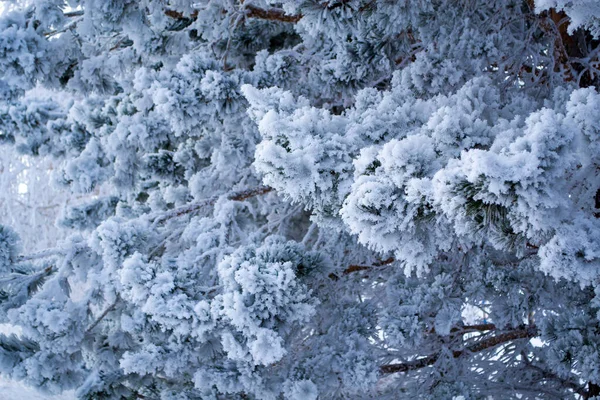 Ніжний пухнастий сніг на деревах в сонячно морозну погоду — стокове фото
