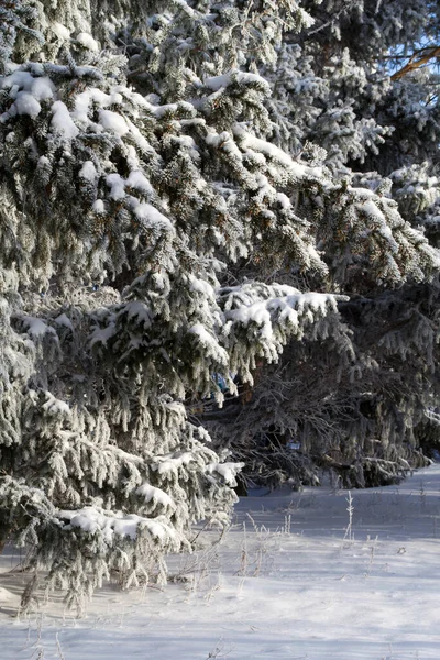 Зимовий ліс, ялинові гілки всі на снігу . — стокове фото