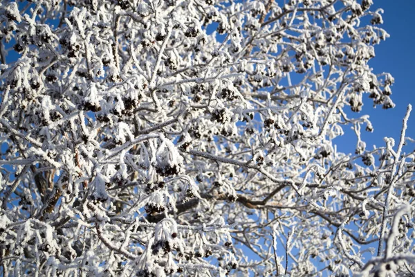 Rowan tree in winter on a blue background of the sky. — стокове фото