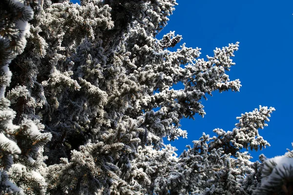 Зимові вершини ялина на снігу, зимовий ліс . — стокове фото