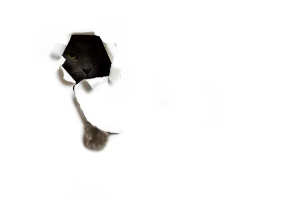 Katten bryter igenom vitt papper bakgrund. — Stockfoto