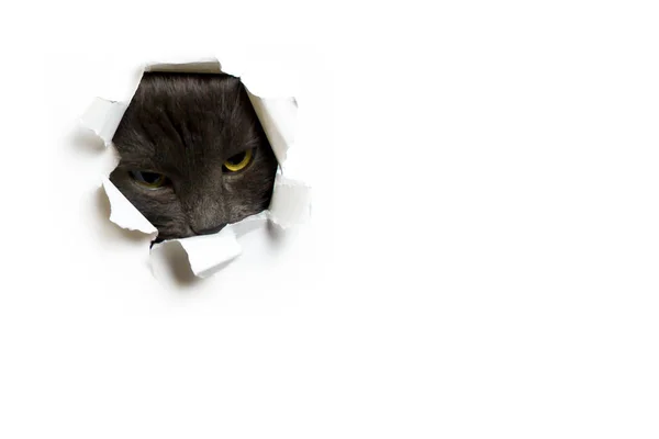 Funny cat peeking out of torn paper isolated on white background — Stock Photo, Image