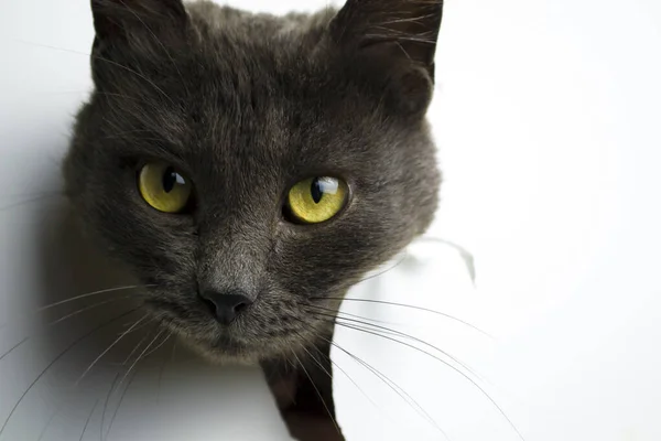 The head of a gray cat on a white background. — Stock Photo, Image