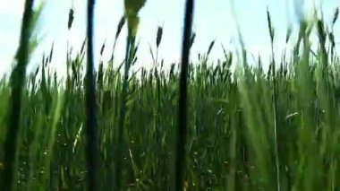 Tarlada buğday kulakları, buğdayda hareket halinde..