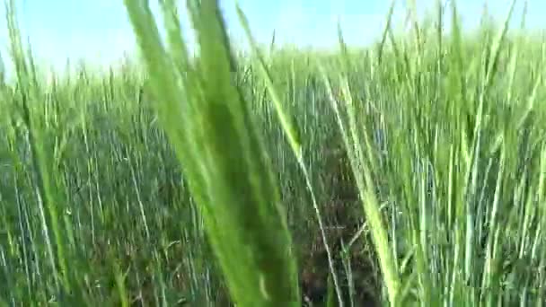 Uszy pszenicy na polu, strzelanie w ruchu w pszenicy. — Wideo stockowe