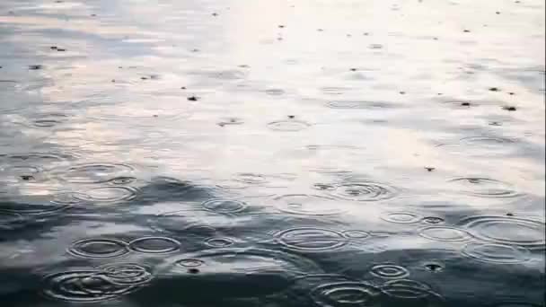 Regen, druppels op het water, lichte regen. — Stockvideo