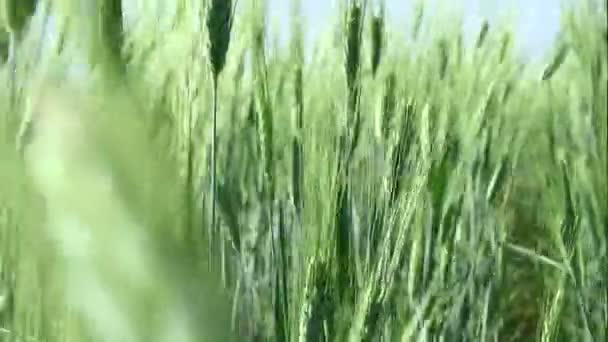 Уши пшеницы в поле, стрельба в движении в пшенице. — стоковое видео