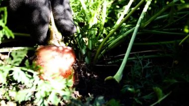 Eldivenli bir el olgun havuçları topraktan çıkarır, yakın plan havuç hasadı yapar..