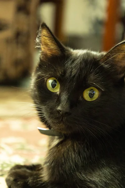 Detailní záběr černé kočky. Domácí kočka. — Stock fotografie