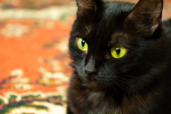 Detailní záběr černé kočky. Domácí kočka. — Stock fotografie