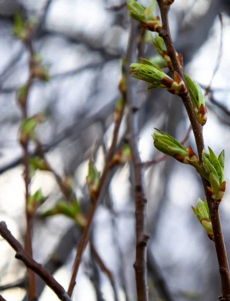 Lente gezwollen knoppen op een boom, bladeren bloeien uit de knop — Stockfoto