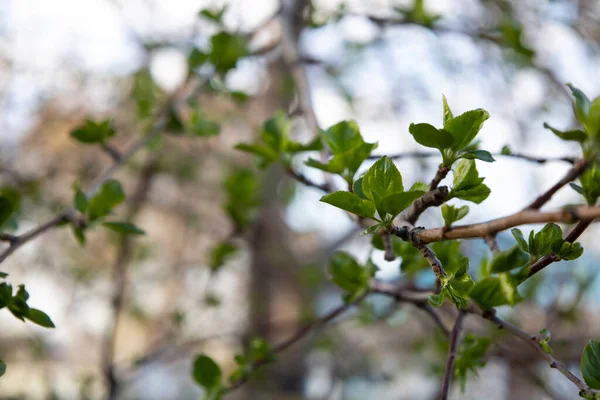 Fresh spring leaves bloomed on a tree branch. — Stockfoto