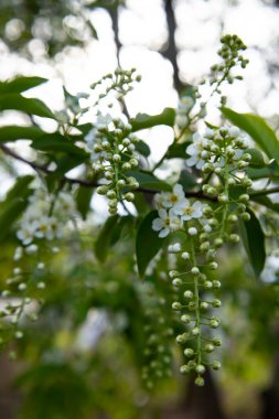 Bahçede güneşli bir ilkbahar gününde kuş kirazının güzel açan bir dalı. Yüksek kalite fotoğraf