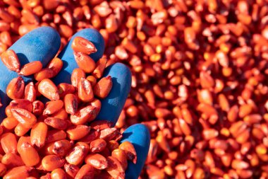 Mantar önleyici bir ilaçla işlenmiş mısır tohumları, tohum koruması. Yüksek kalite fotoğraf