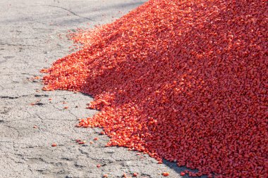 Mantar önleyici bir ilaçla işlenmiş mısır tohumları, tohum koruması. Yüksek kalite fotoğraf