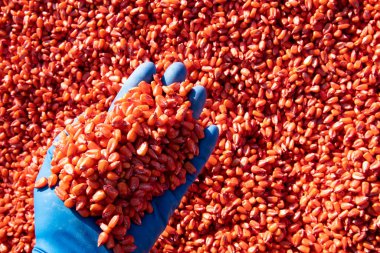 Mantar önleyici bir ilaçla işlenmiş mısır tohumları, tohum koruması. Yüksek kalite fotoğraf