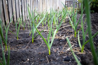 Bahçede taze sarımsak yetişiyor. Genç, güçlü bahçe bitkilerinin, fidanların ve toprağın yakın görüntüsü. Bahçe işleri konsepti. Yüksek kalite fotoğraf
