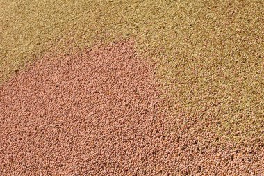 Farklı tanelerin karışımı, altın buğday taneleri, karışık arpa ve yulaf tohumları, hayvan yemi için mısır gevreği karışımı, sarı mısır dokusu. Yüksek kalite fotoğraf