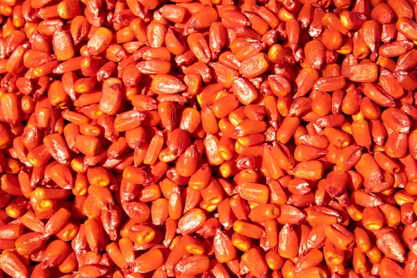 Kukuřičná Semena Vyrytá Antimykotiky Ochrana Semen Kvalitní Fotografie — Stock fotografie