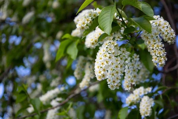 Macro Beautiful Blooming Branch Bird Cherry Sunny Spring Day Garden — Stock Photo, Image