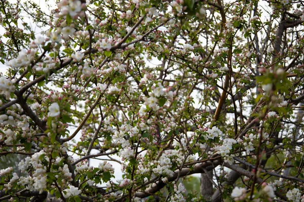 Beautiful Spring Nature Background Flowers Apple Tree Close Soft Focus — Stock Photo, Image
