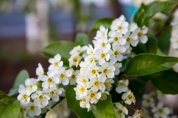 Macro Beautiful Blooming Branch Bird Cherry Sunny Spring Day Garden — Stock Photo, Image
