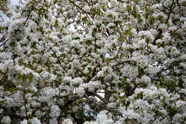 Beautiful Spring Nature Background Flowers Apple Tree Close Soft Focus — Stock Photo, Image