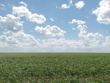 Buğday tarlasında çekimler, gelecekteki hasatlar. Yüksek kalite fotoğraf