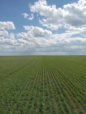 Buğday tarlasında çekimler, gelecekteki hasatlar. Yüksek kalite fotoğraf
