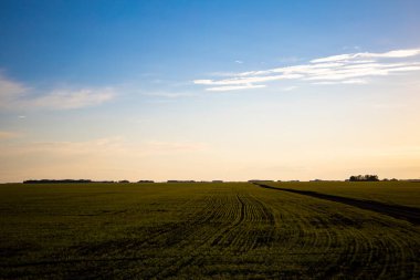 Bahar ekimi buğday tarlaları. Çiftçi tarafından buğday ekimi. Yüksek kalite fotoğraf
