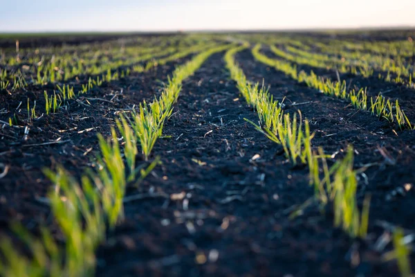 Съемки Пшеничном Поле Будущий Урожай Высокое Качество Фото — стоковое фото