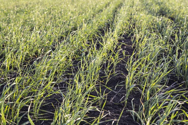 春播麦田 农民种植小麦 高质量的照片 — 图库照片