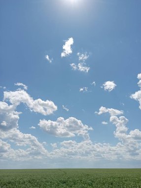 Buğday tarlasında çekimler, gelecekteki hasatlar. Yüksek kalite fotoğraf