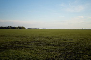 Bahar ekimi buğday tarlaları. Çiftçi tarafından buğday ekimi. Yüksek kalite fotoğraf