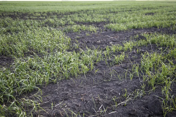 Bad Wheat Crops Even Wheat Seedlings High Quality Photo — Stok Foto